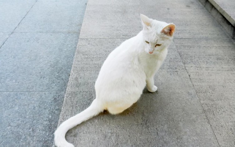 小流浪猫被饿到吃钢丝球冬天对它们来说真的是地狱模式