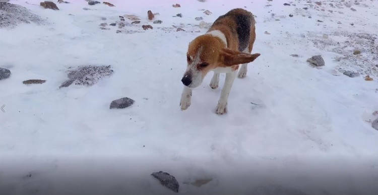 海拔4900米雪山暴雪中出现一只比格犬它是怎么活下来的