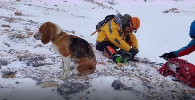 海拔4900米雪山暴雪中出现一只比格犬它是怎么活下来的