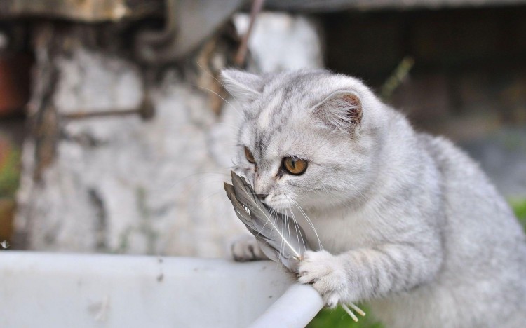 宠物猫便便特别臭怎么办