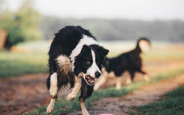 边境牧羊犬体臭很严重不妨试试这些方法轻松解决