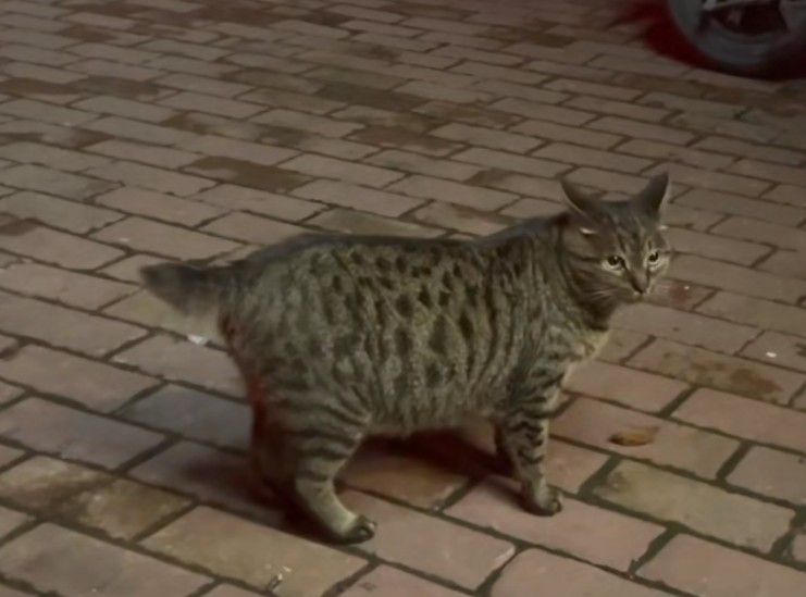 浙江：怀孕流浪猫冒雨讨食给它猫罐头时猫咪吃着吃着就落泪了