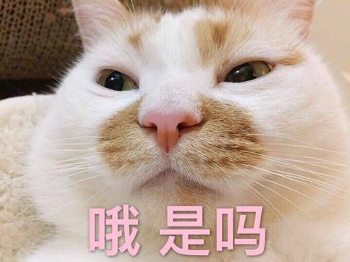 几种热门猫咪的“市场价”，注意别买亏了