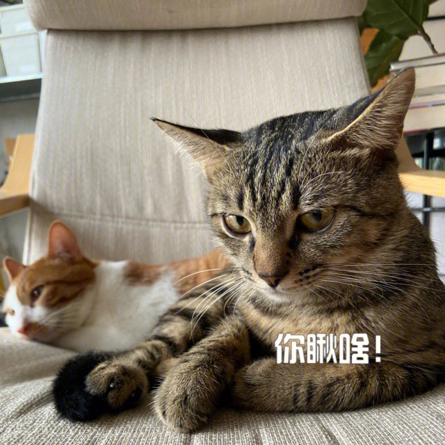 为什么中华“狸花猫”掉进神坛，到处都是流浪猫？有五个原因