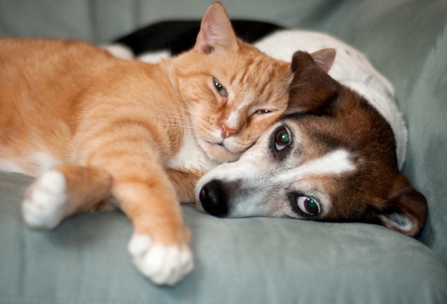 养猫和养狗的区别最后一点不要太真实！