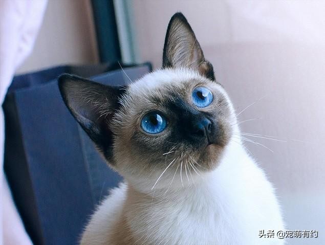 全世界最著名的宠物猫短毛猫中的贵族——暹罗猫你喜欢吗